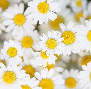 Chamomile