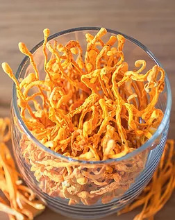 Cordyceps