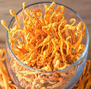 Cordyceps