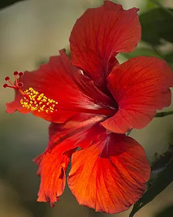 Hibiscus