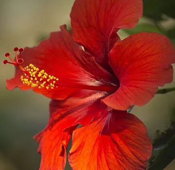 Hibiscus