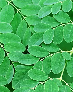 Moringa