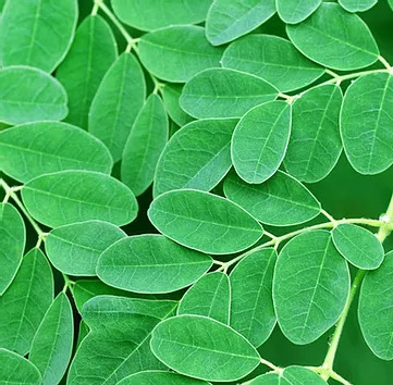 Moringa