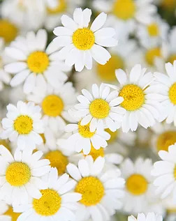 chamomile-flower