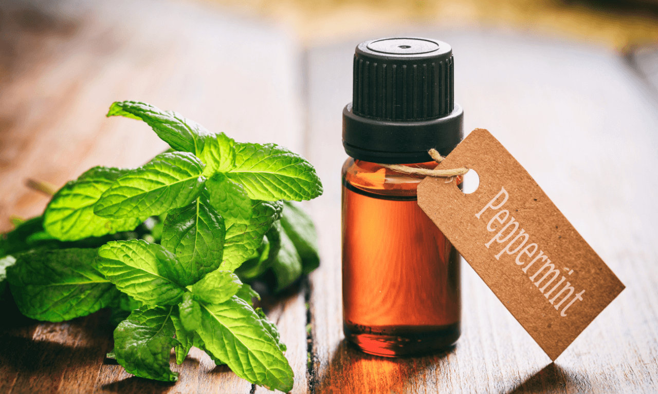 THE PERKS OF PEPPERMINT ESSENTIAL OIL